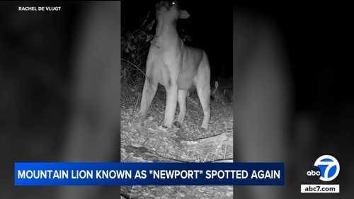 Amazing video shows mountain lion named 'Newport' living his best life in the wild in Orange County