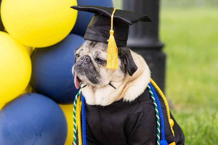 Doug the Pug Receives Honorary Degree in 'Furensic Science' from Conn. School (Exclusive)
