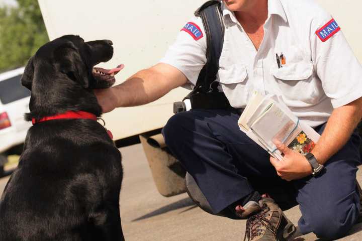 Dog Attacks on Postal Workers Went up in 2024: USPS