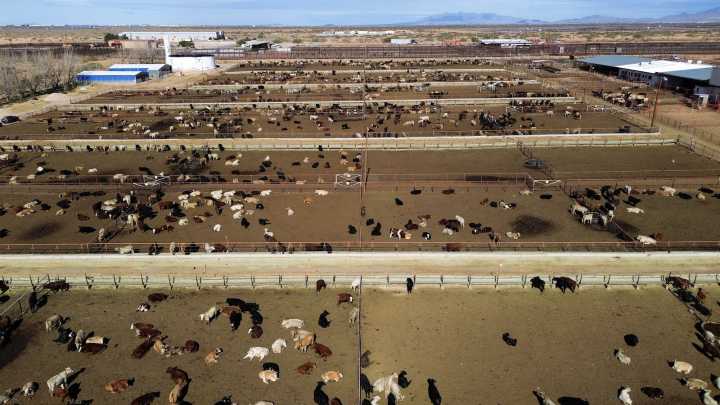 Trump’s climate denial may help a livestock-killing pest make a comeback