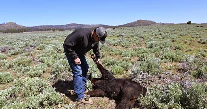 Letters to the Editor: California’s wolves present a complicated problem for ranchers and plenty of opinions