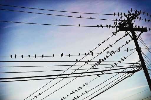 Mesa Council approves contract for anti-bird netting at Mesa PD substation