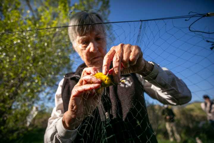 Bird numbers have dropped in the metro, but counting them can still inspire hope