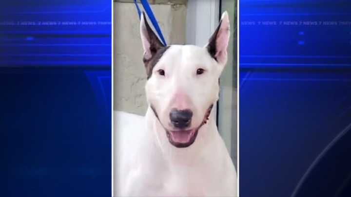 Gov. DeSantis signs law imposing tougher penalties for abandoning pets during disasters 