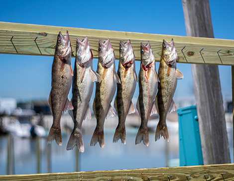 Tariff Uncertainties Put Lake Erie's Walleye Supply in Choppy Water, Cleveland Restaurateurs Say