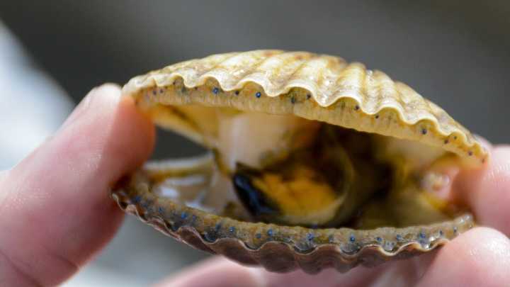 Long Island research looks at microplastic contamination in filter feeders
