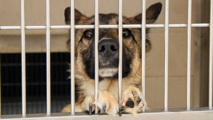 These Pets Are Available For Adoption At OC’s Animal Shelter