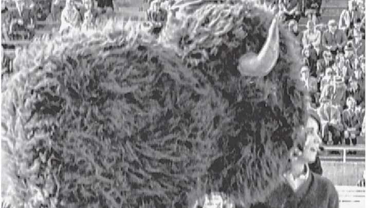 'Operation Bigfoot': Why IU finds value in bringing back the bison