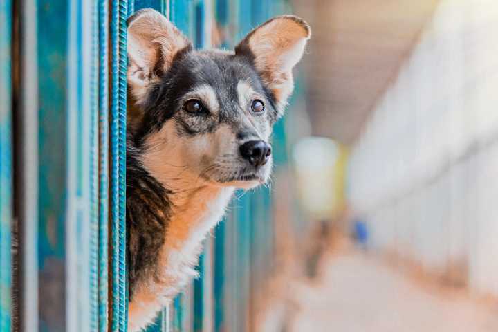 Woman Re-Homes Dog, Then Adopts It Again from Shelter
