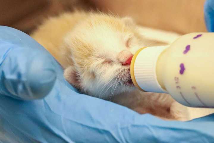 Kittens Found Zip-Tied Together Under Shopping Cart Are Fighting for Survival