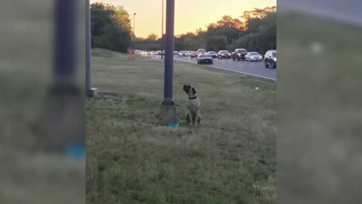 New York Rescuer Was In Disbelief After Realizing Someone Tied A Dog To A Pole Near A Dangerous Highway