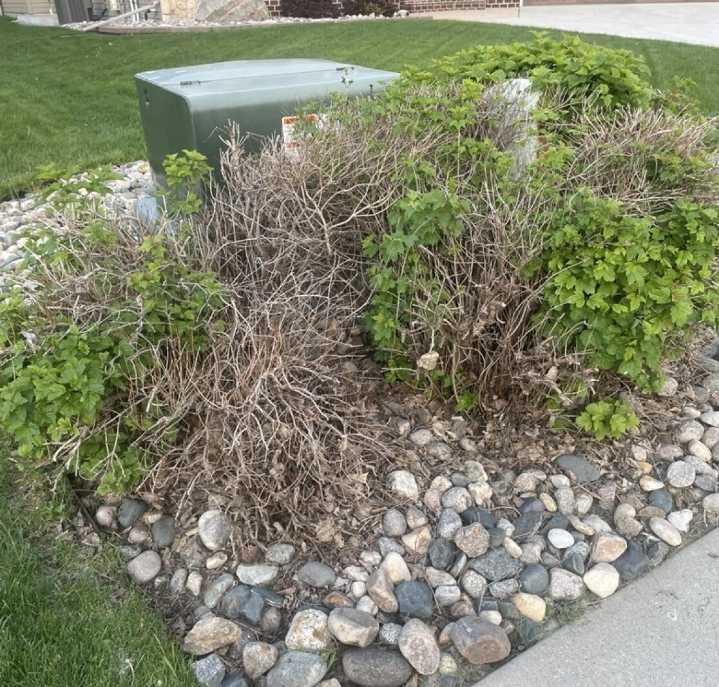 How to manage shrub dieback to encourage new growth