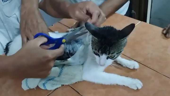 Capturan a un gato que era usado para meter droga a una prisión de Costa Rica