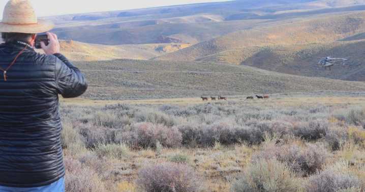 BLM decides over 3,000 wild horses can be eliminated from Wyoming’s ‘checkerboard’ starting July 15