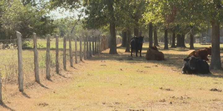 Texas A&M receives meat science donation amid New World screwworm risk