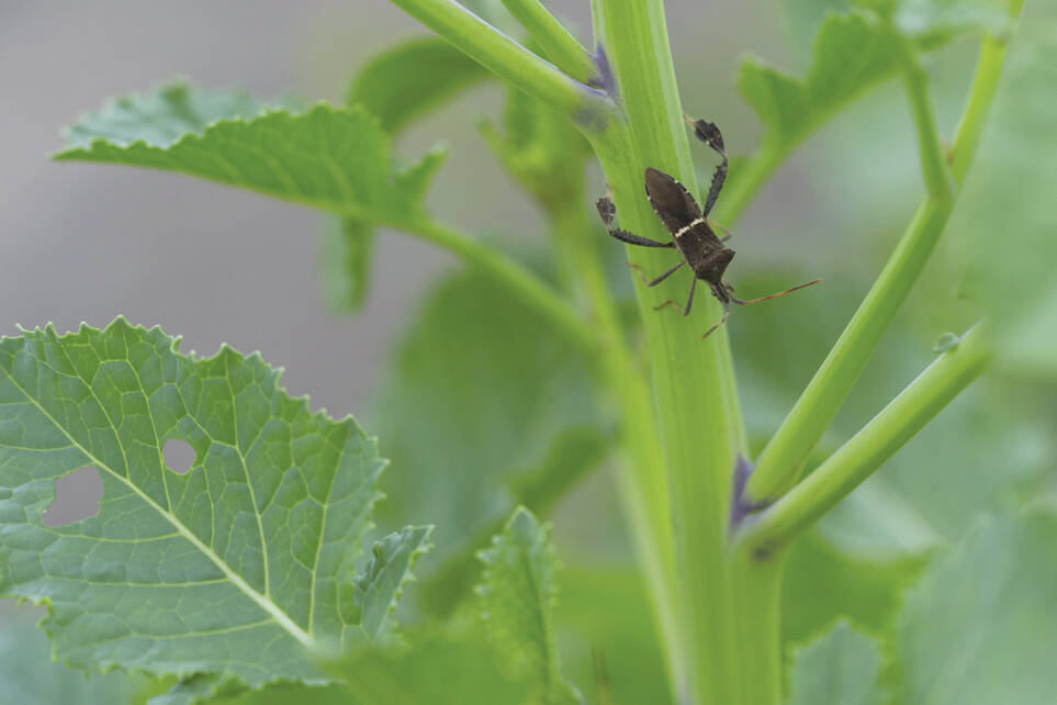 Protect your garden from leaf