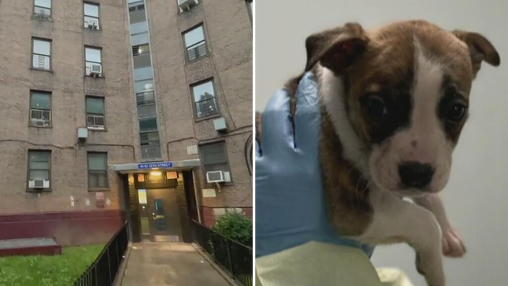 Autopsia revela que bebé de un mes en Queens no murió por ataque de perro; mordidas fueron tras muerte