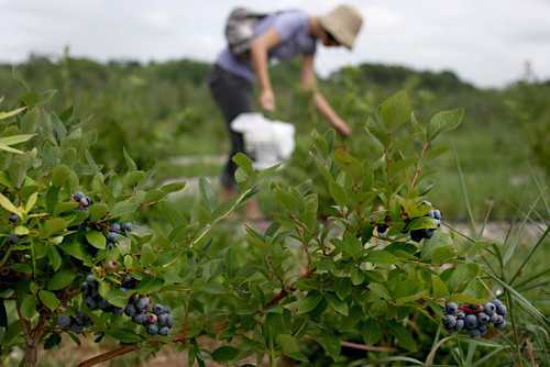 Family-run CT fruit farm around since the 1700s has closed
