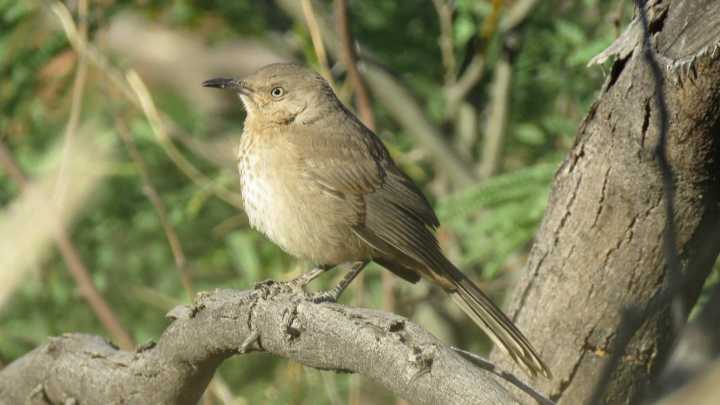 Petition seeks endangered status for rapidly declining desert songbird