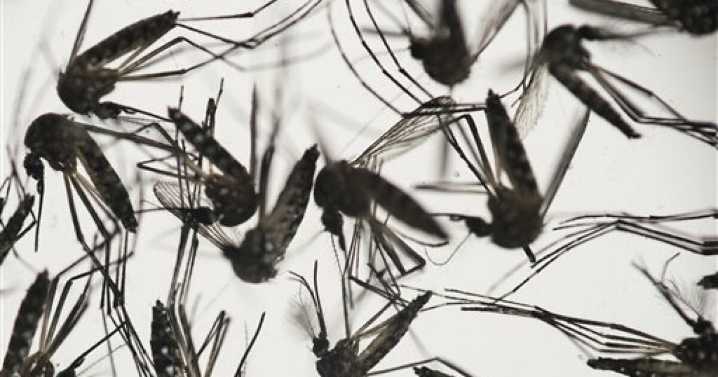 West Nile Virus found in mosquitos in Madison