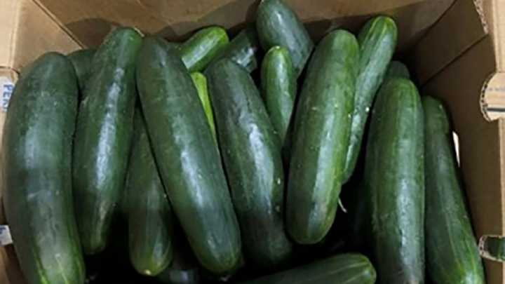 Florida cucumbers linked to salmonella outbreak