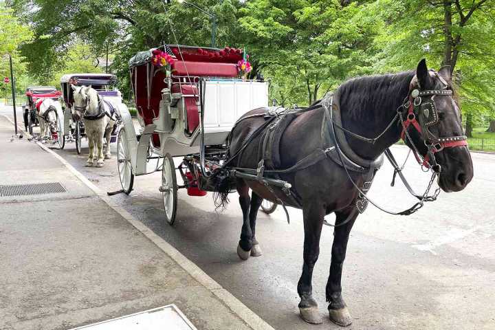 N.Y.C. Horse