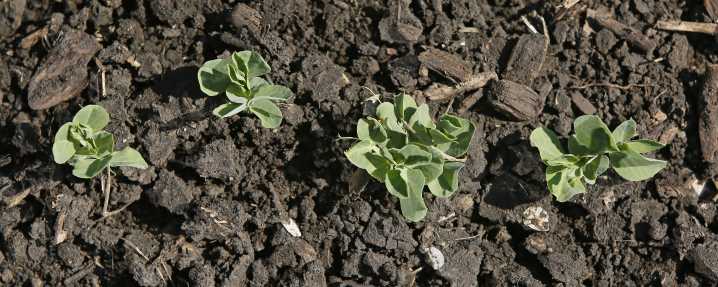 Tips to get the vegetable garden off to a great start