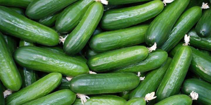 Cucumbers recalled for salmonella after dozens sickened across 15 states, CDC says