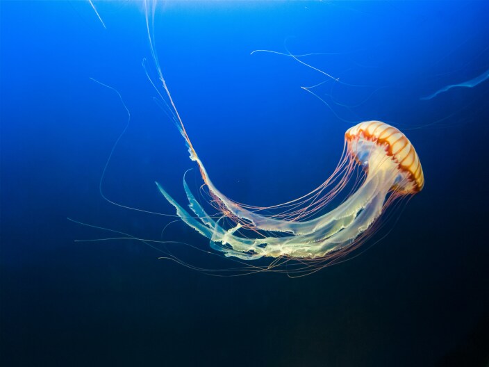 As Kentucky moves into summer, the skies could fill with jellyfish (clouds)