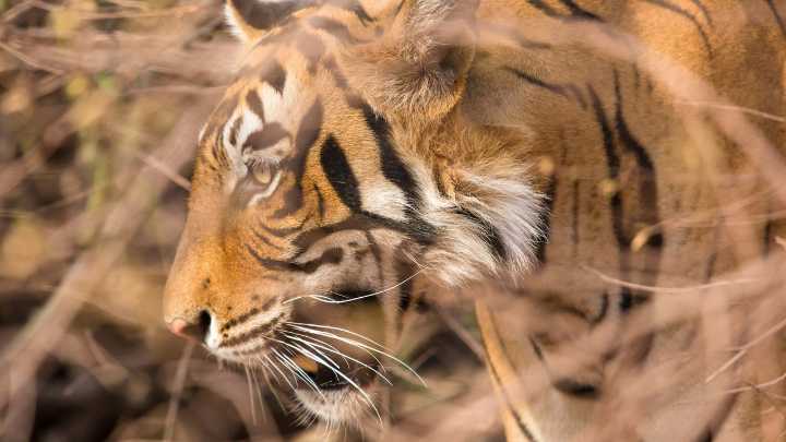 At This New Safari Destination in Central India, You Can Track Royal Bengal Tigers in Style