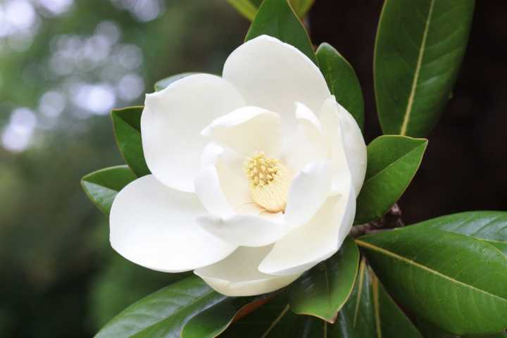 Magnolia Mornings: June 4, 2025