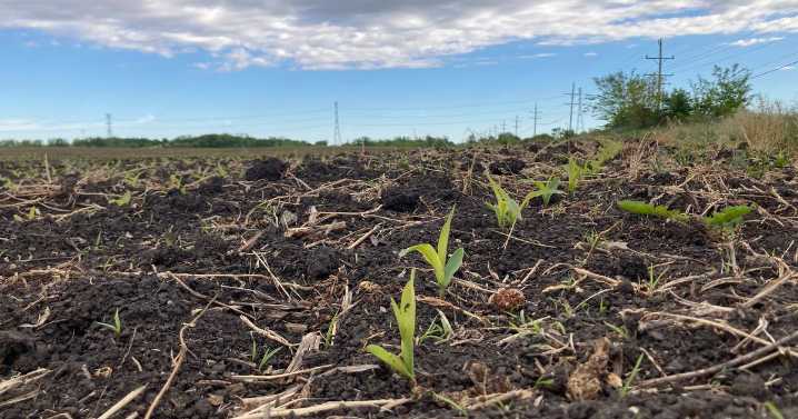 Indiana crop progress for week ending May 25
