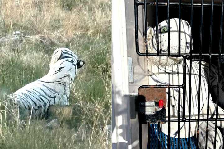 Concerned Citizen Mistakes Stuffed Animal Tiger for Injured Dog on the Road