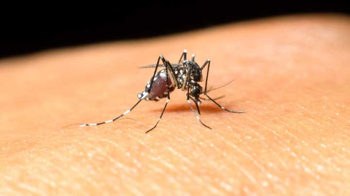 West Nile virus identified in 3 Dallas County locations