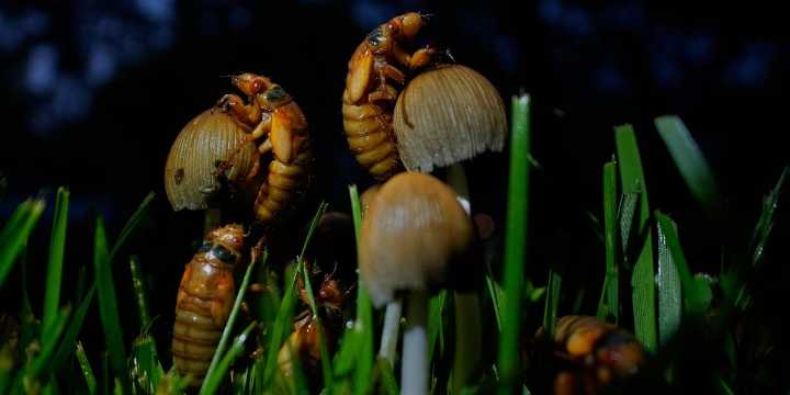 Cicadas swarm parts of US as the screaming insects emerge in Brood XIV’s 17