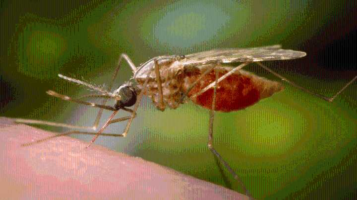 West Nile Virus detected in Madison mosquito pool, first case reported this year