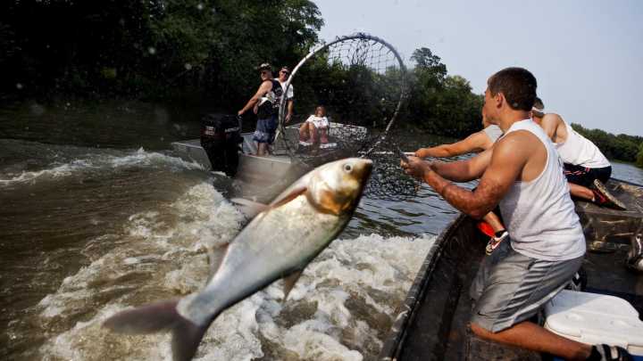 A toxic site complicates Illinois' rush to stop invasive Asian carp