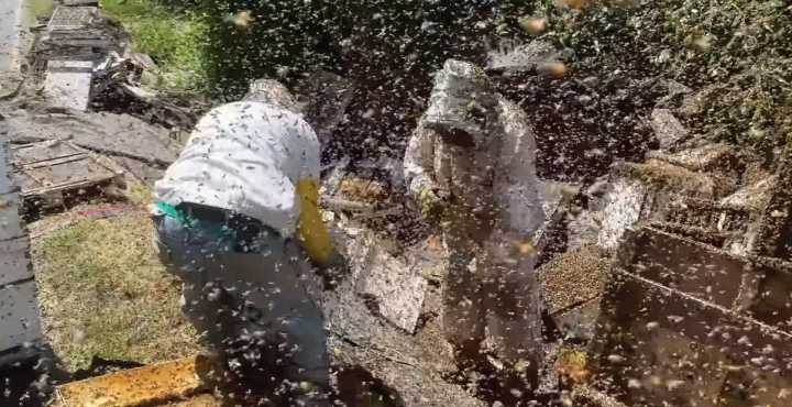 250 Million Bees Unleashed After Washington Truck Overturned
