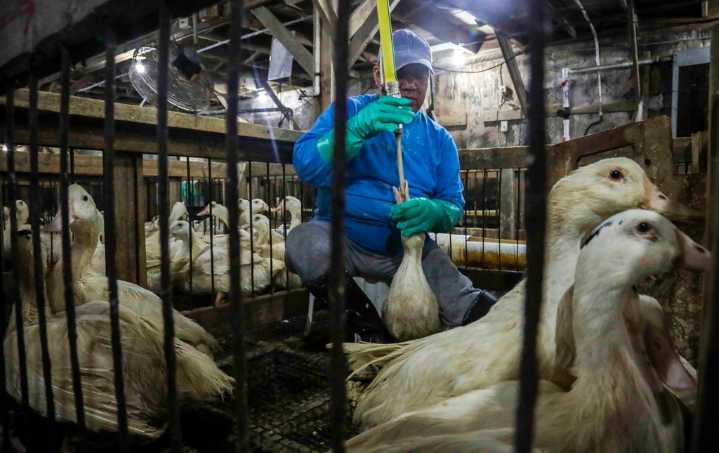 Animal rights group wants to ban foie gras in Denver this year