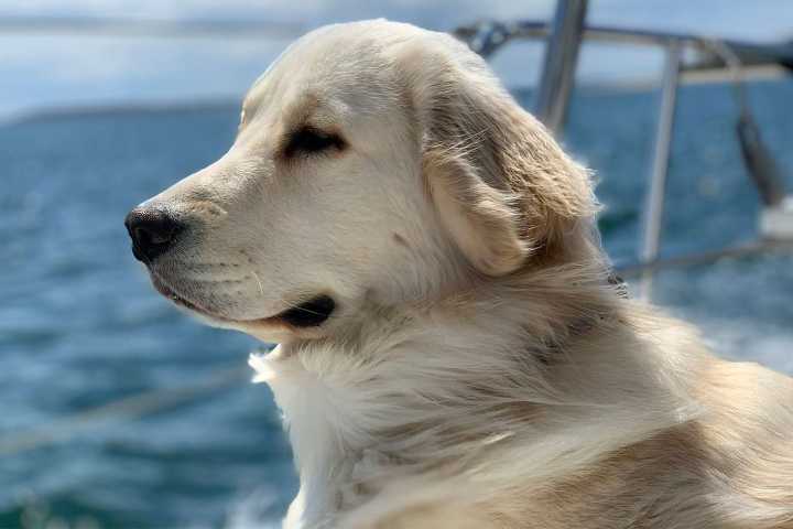 Man Films Golden Retriever on Vacation. Dog Is Dead Minutes Later (Exclusive)