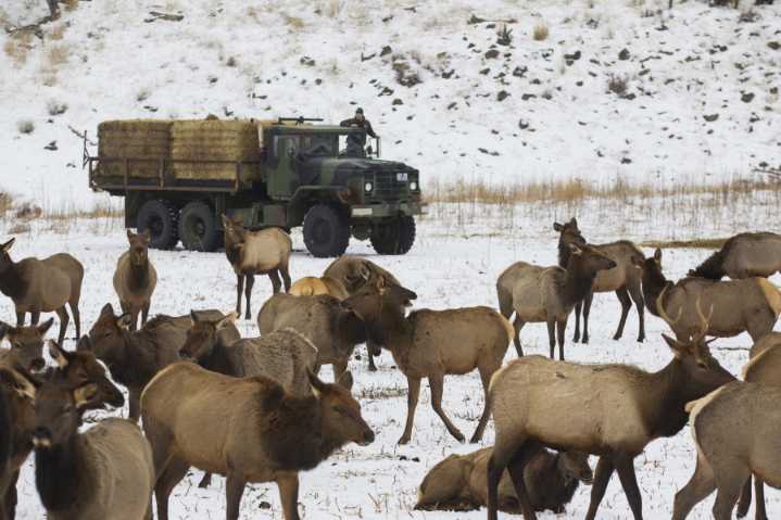 ‘Don’t feed wildlife.’ Why WA made it illegal to feed specific animals