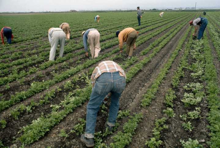Opinion: Farmworker victory 50 years ago ended use of “El Cortito”