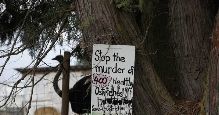 Ostriches at B.C. farm have version of avian flu not seen elsewhere in Canada: CFIA