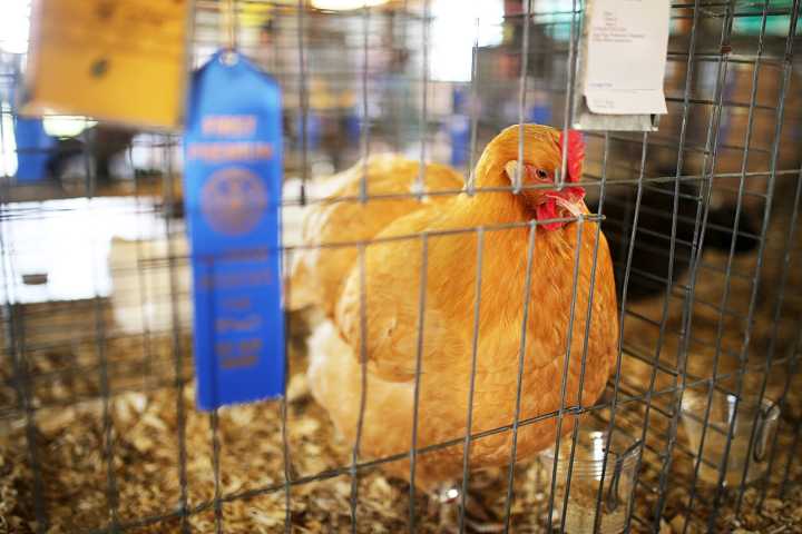 Do you know the history of 4-H clubs? Share your 4