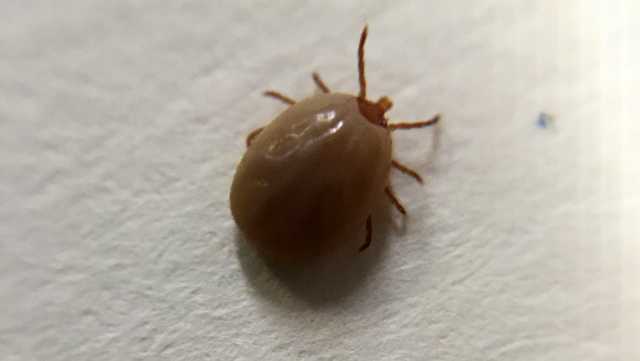 Babesiosis becoming more prevalent in Maryland, study finds