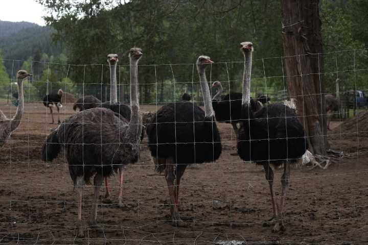 B.C. ostriches set for cull have avian flu infection not seen elsewhere in Canada, agency says
