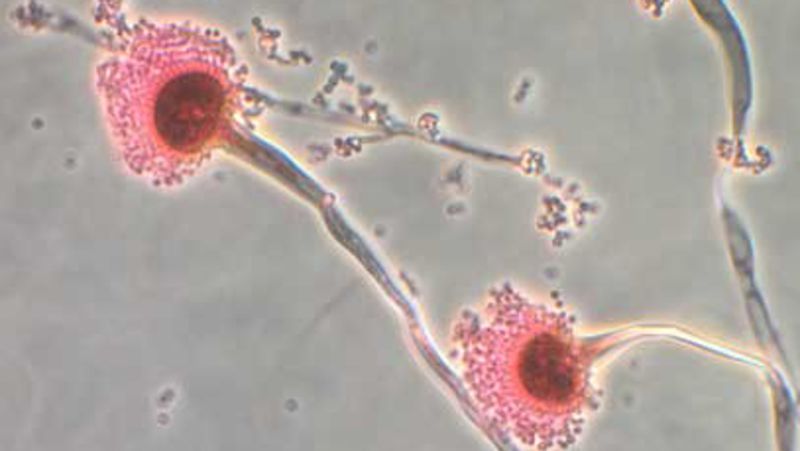 A fungi that can ‘eat you from the inside out’ could spread as the world heats up