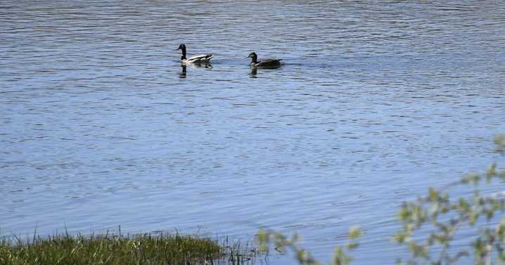 DUCKS ON THE GREEN