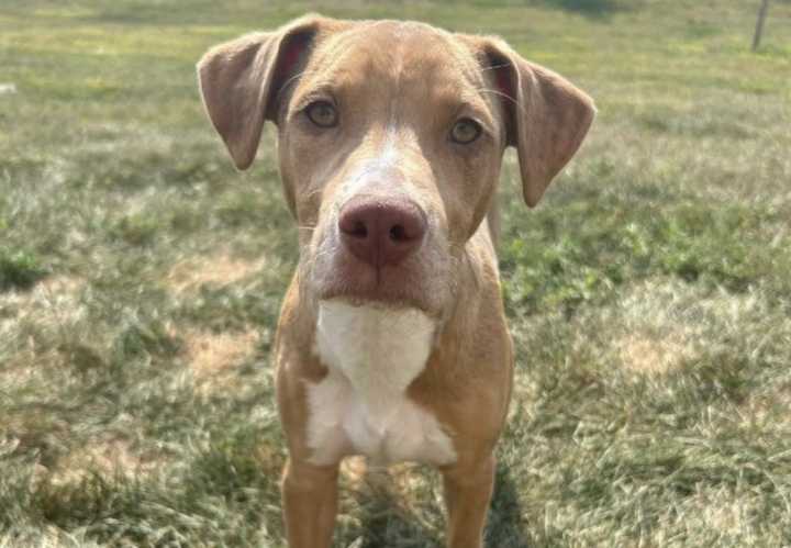 Creature Feature: Lovable Leonard is on the lookout for a permanent home