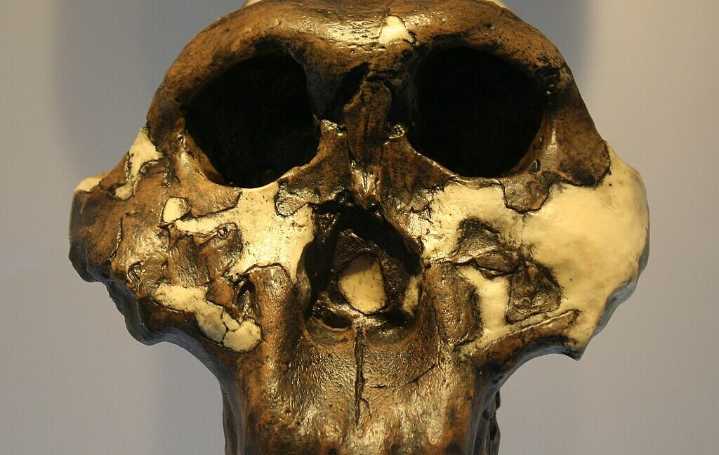 Enigmatic hominin species studied using 2 million